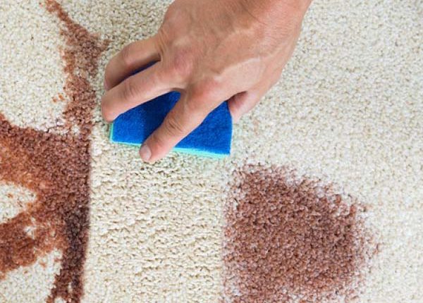Florida Carpet Cleaner Kings Directory